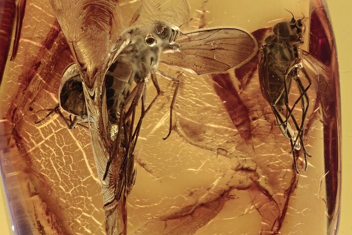 Four Detailed Fossil Snipe Flies (Rhagionidae) In Baltic Amber #275348